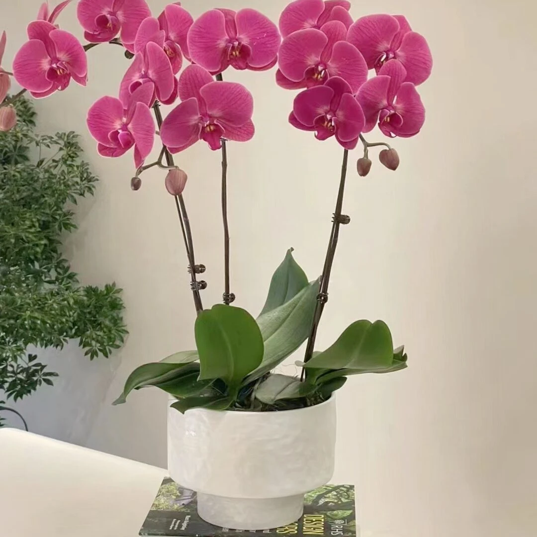 外贸极简花盆大蕙兰蝴蝶兰大口径低款花器植物盆栽盆景网红花器