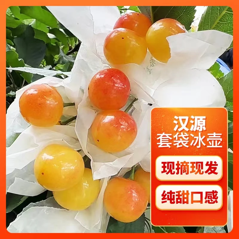 汉源套袋冰壶黄密产地直发新鲜国产车厘子甜售后包赔皮薄夏日尝鲜