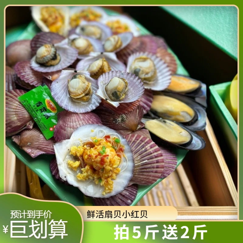 开海鲜活小红贝（扇贝)新鲜捕捞当天发货 保鲜不包活连云港美味