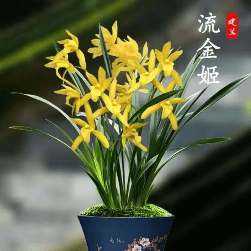 带花苞浓香型兰花四季兰黄金小神童黄花浓香室内活绿植花卉」花香
