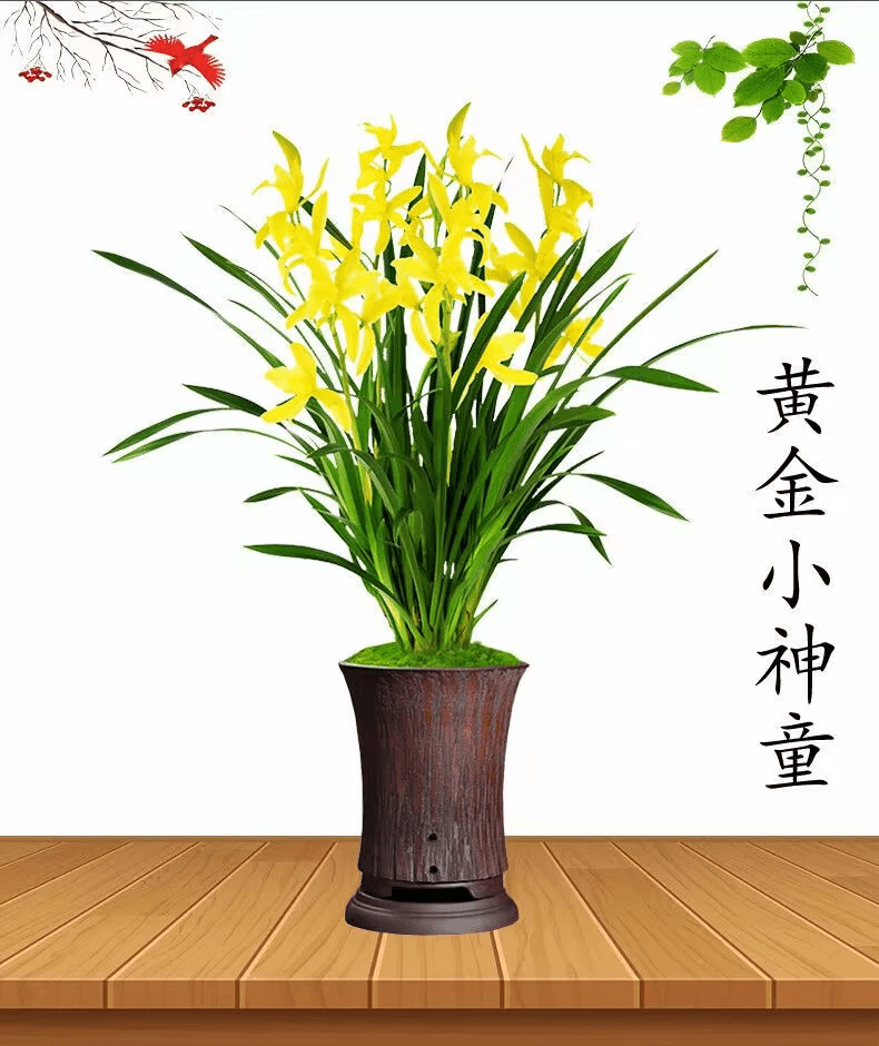 「兰花苗建兰四季兰黄金小神童黄花浓香带花苞室内活绿植花卉」花香