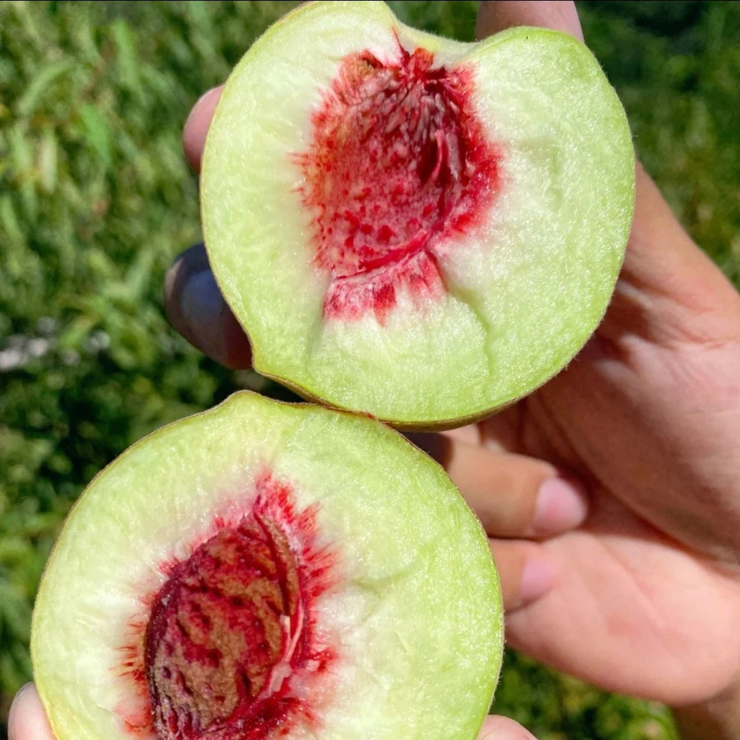 【又脆有甜的小蜜桃】冬雪蜜桃小毛桃小山桃蜜桃毛桃脆甜新鲜水果