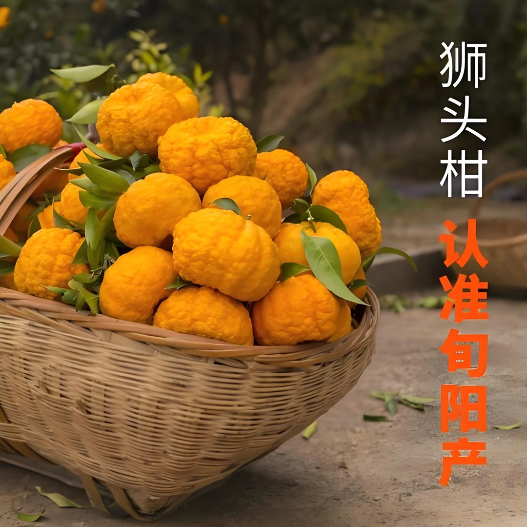 【严姐优选】旬阳特产狮头柑【10斤】