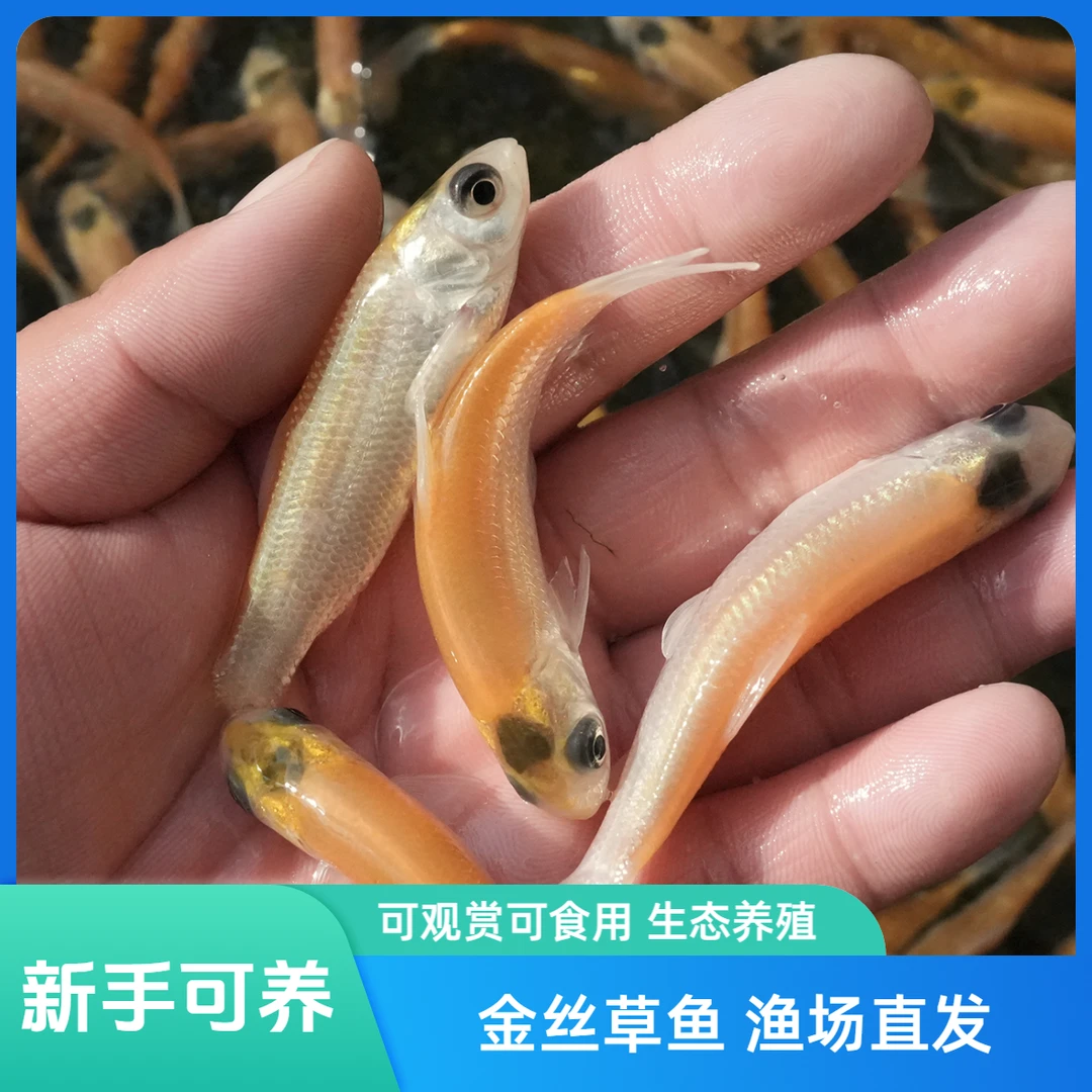 【活体】金丝草鱼金丝皖鱼（3-9cm）观赏鱼淡水鱼冷水鱼