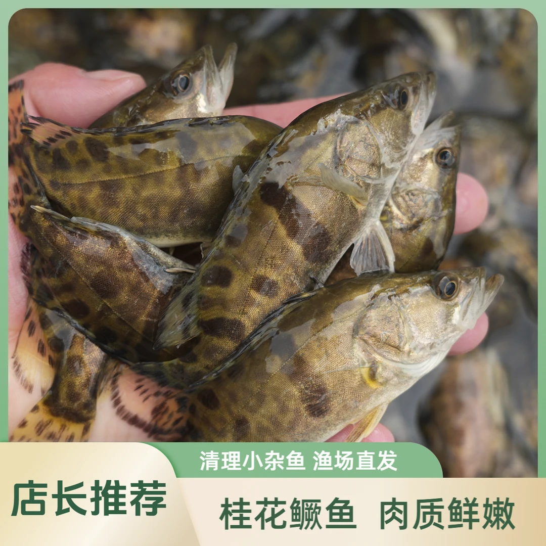 【活体】白鳜鱼桂花鳜鱼（6-10cm）观赏鱼淡水鱼冷水鱼