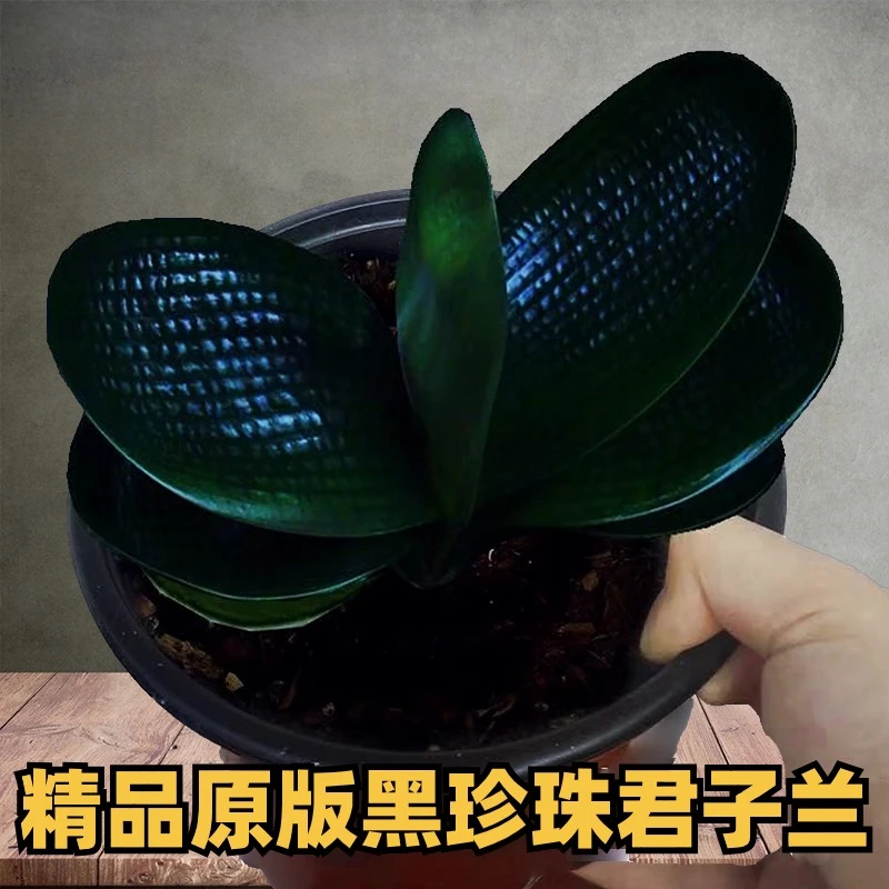 三号东北名贵君子兰精品黑珍珠麻脸盆栽宽短叶圆头绿植盆栽【5.4】