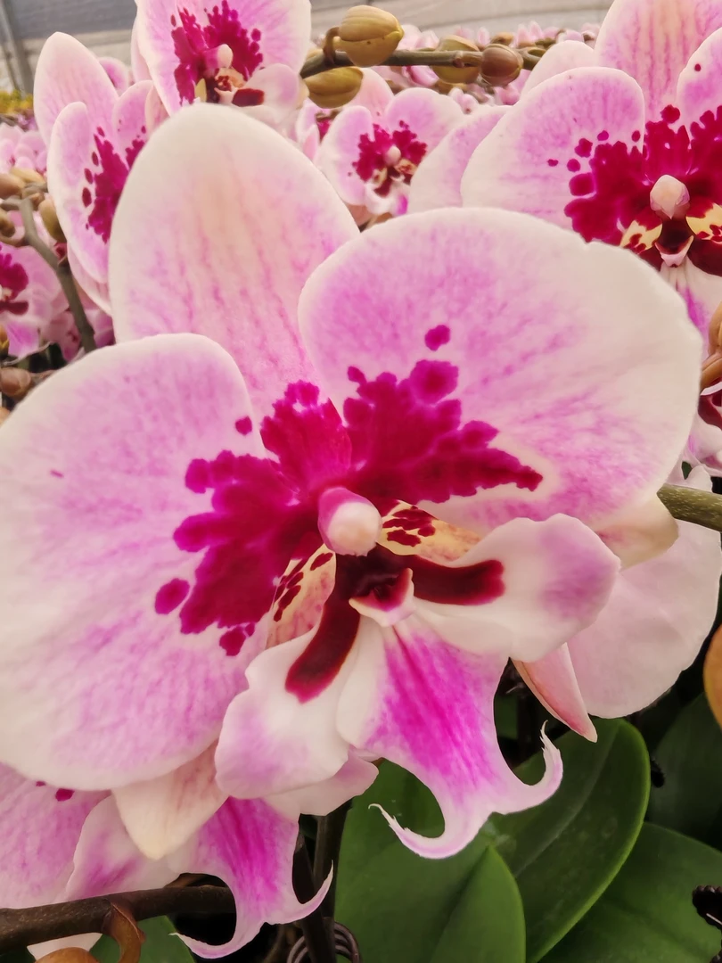 【雪中情】单梗云南鲜花蝴蝶兰盆栽带花带苞多年生桌面