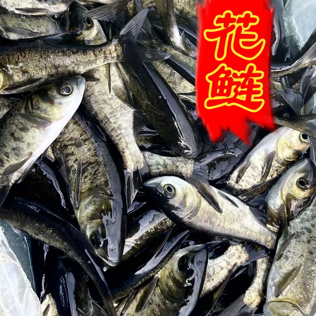 广东佛山花鲢鱼大头鱼鳙鱼雄鱼淡水养殖包活好养包邮宠物水族活体