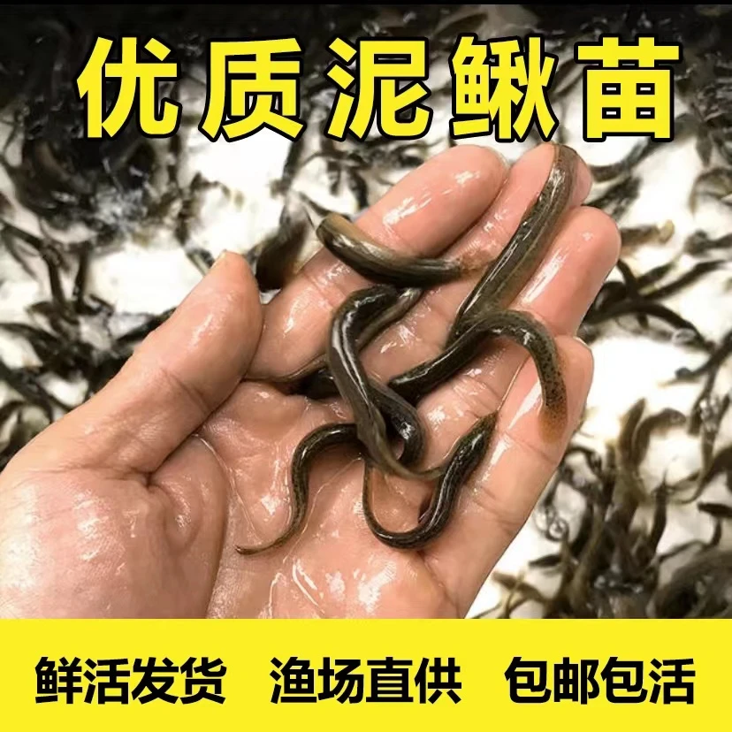 台湾优质泥鳅鲜活活体鱼饲料乌龟黑鱼龙鱼专用开口活鱼渔场直销