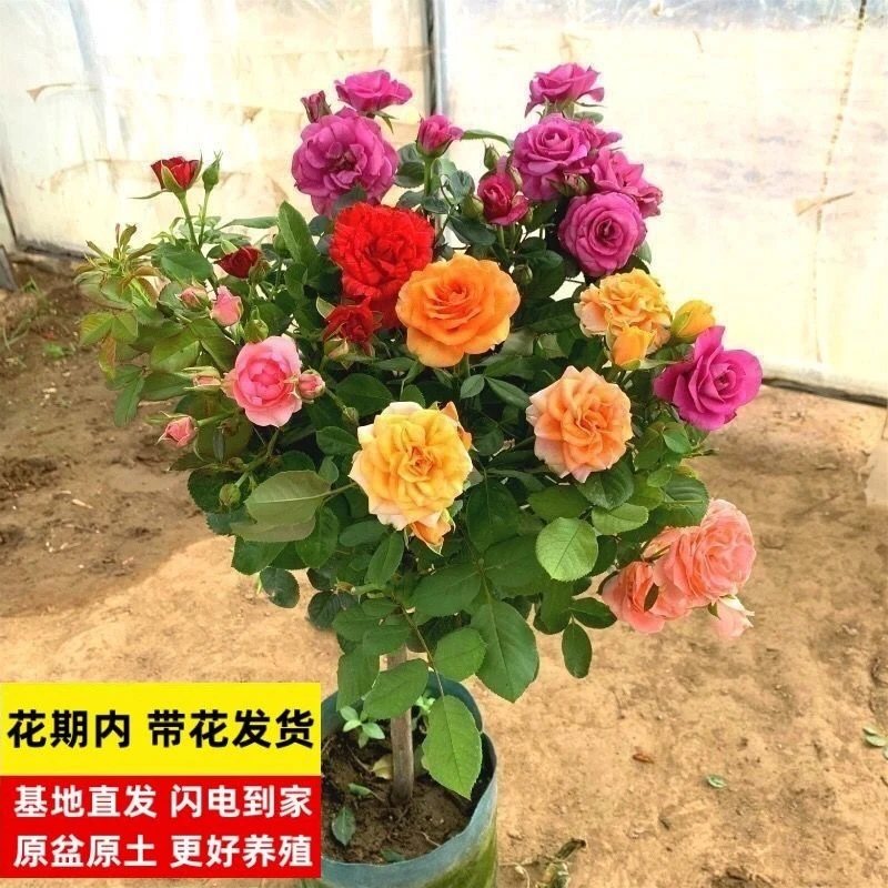 棒棒糖树桩月季嫁接果汁阳台花苗庭院室内绿化浓香特大花四季开花