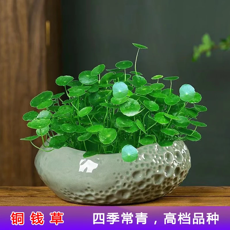 铜钱草招财水培植物盆栽金钱草花卉绿植种球种子水养绿植吸甲醛