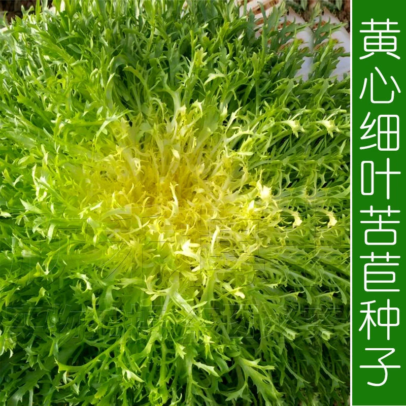 【全场满5元包邮】黄心细叶苦苣苦菊农家春秋四季播阳台种菜蔬菜