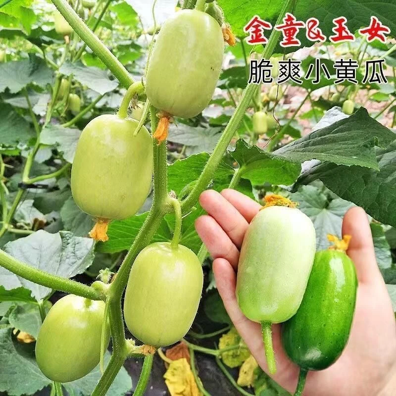 玉女水果黄瓜种子秧苗长黄瓜种籽春夏季四季阳台盆栽蔬菜种孑新种