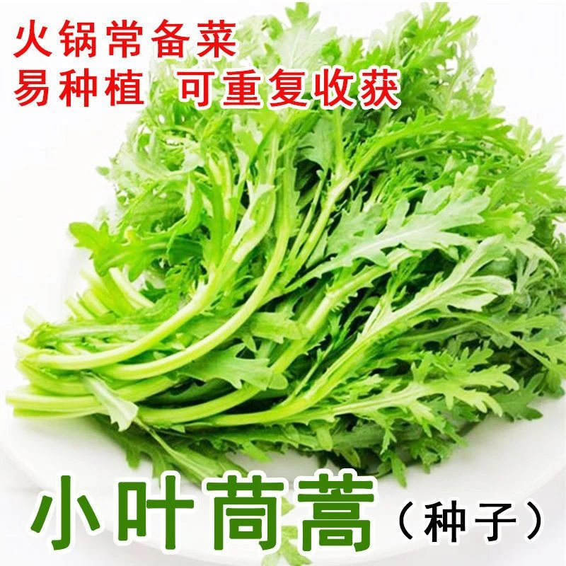 【全场满5元包邮】小叶茼蒿种子耐热耐寒菜种秋冬季种籽青菜蔬菜孑