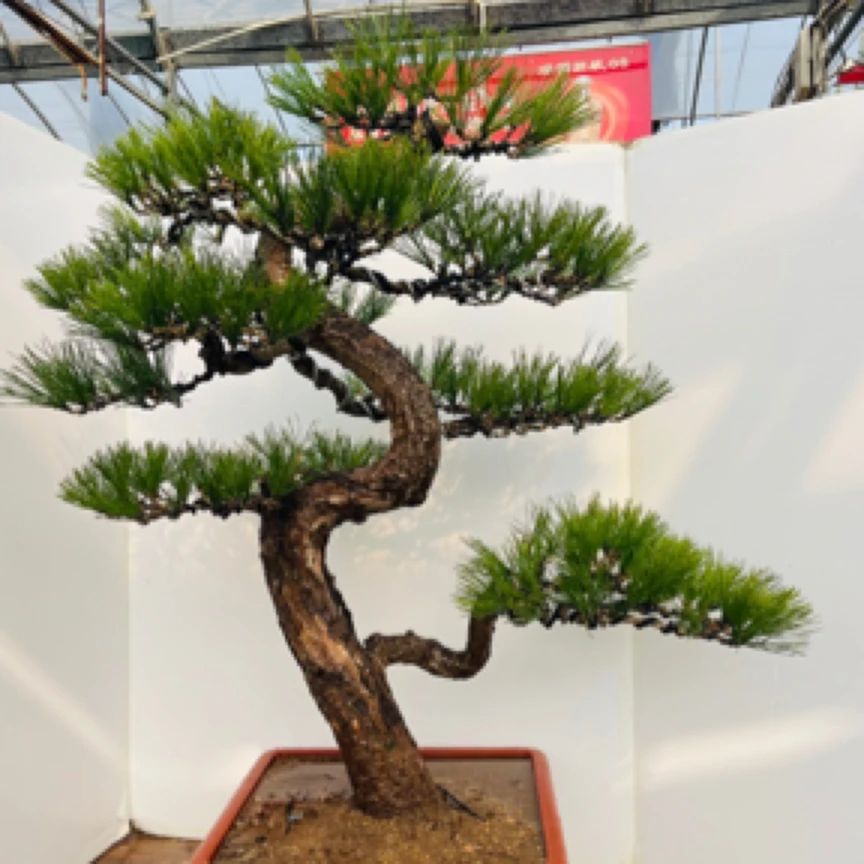 精品老桩黑松盆景四季常青不落叶
