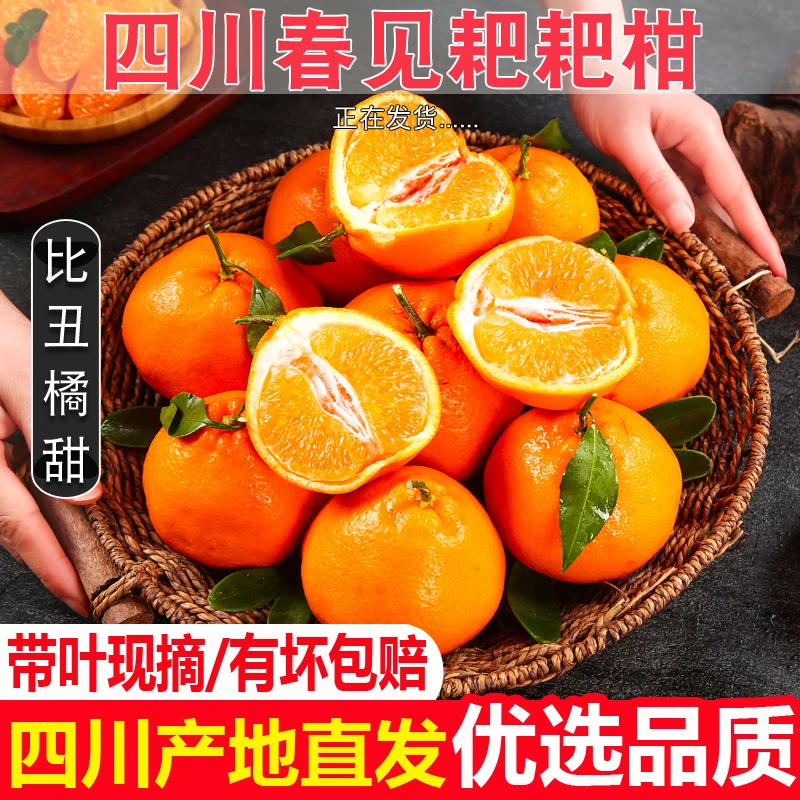 正宗四川春见耙耙柑粑粑柑橘子4.5/8斤爆汁香甜爽口当季果园直发