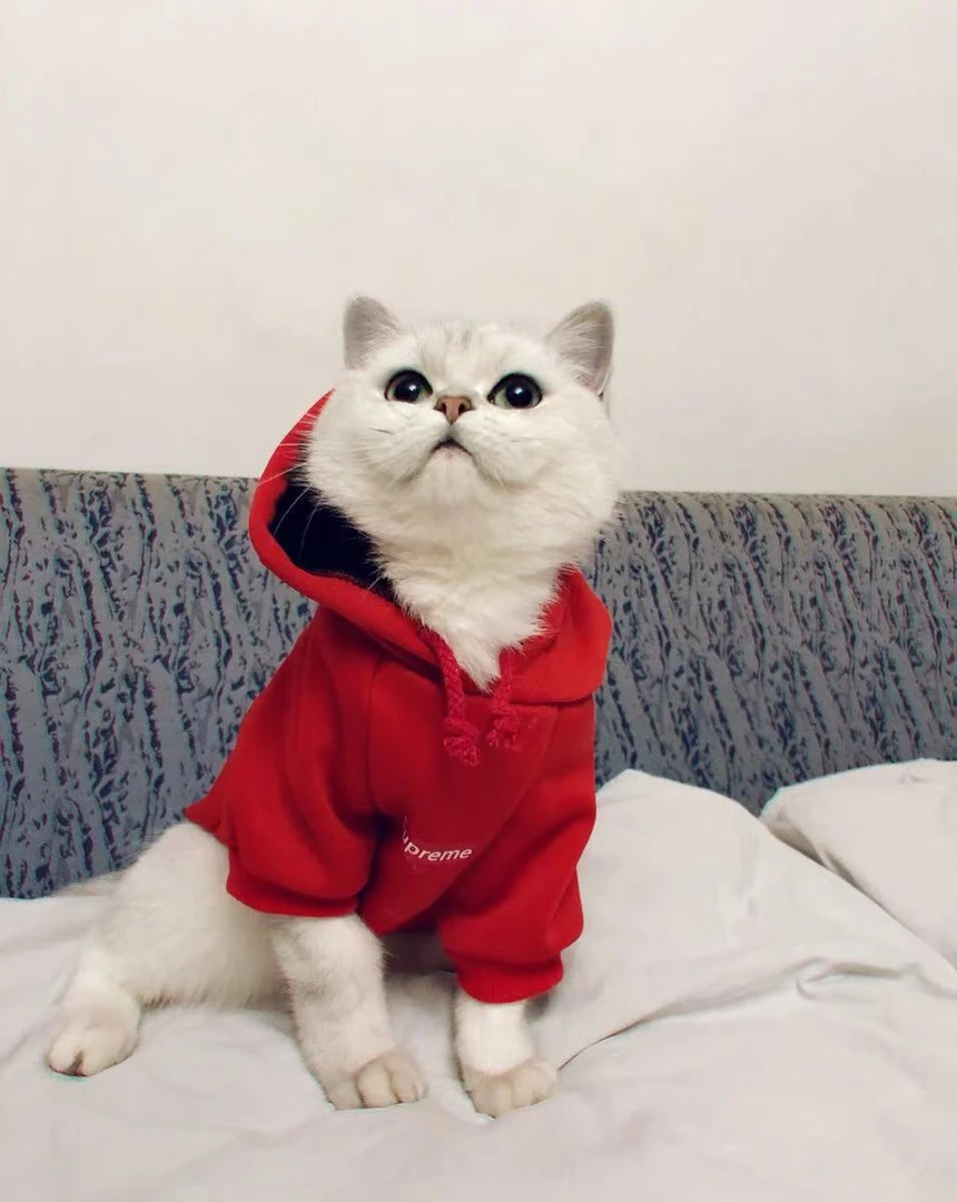宠物潮牌猫咪衣服 小猫布偶暹罗无毛猫可爱英短搞笑冬季猫衣服