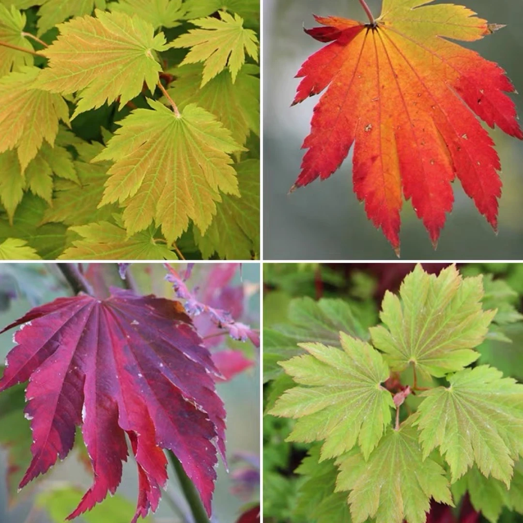 世界品牌名枫南瓜灯枫树品种盆景盆栽