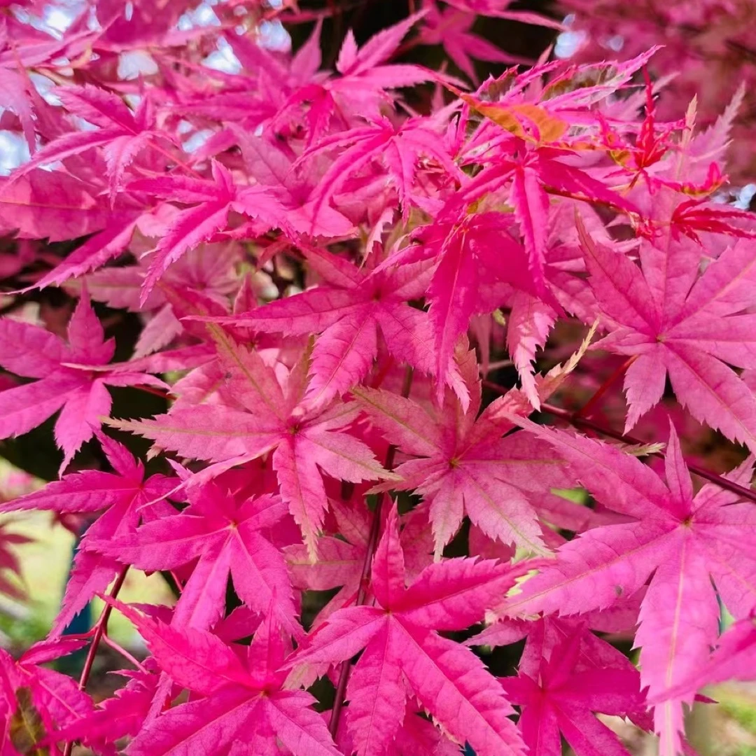 世界名枫天王枫2-9月份红色10-12月底粉红色色彩漂亮