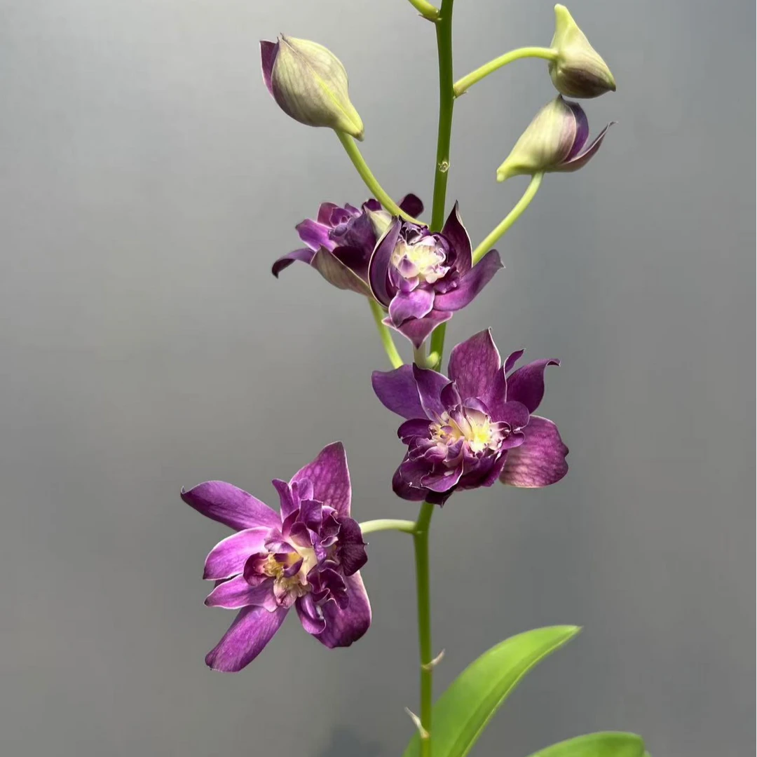 紫玫瑰秋石斛石斛兰（开花机器）
