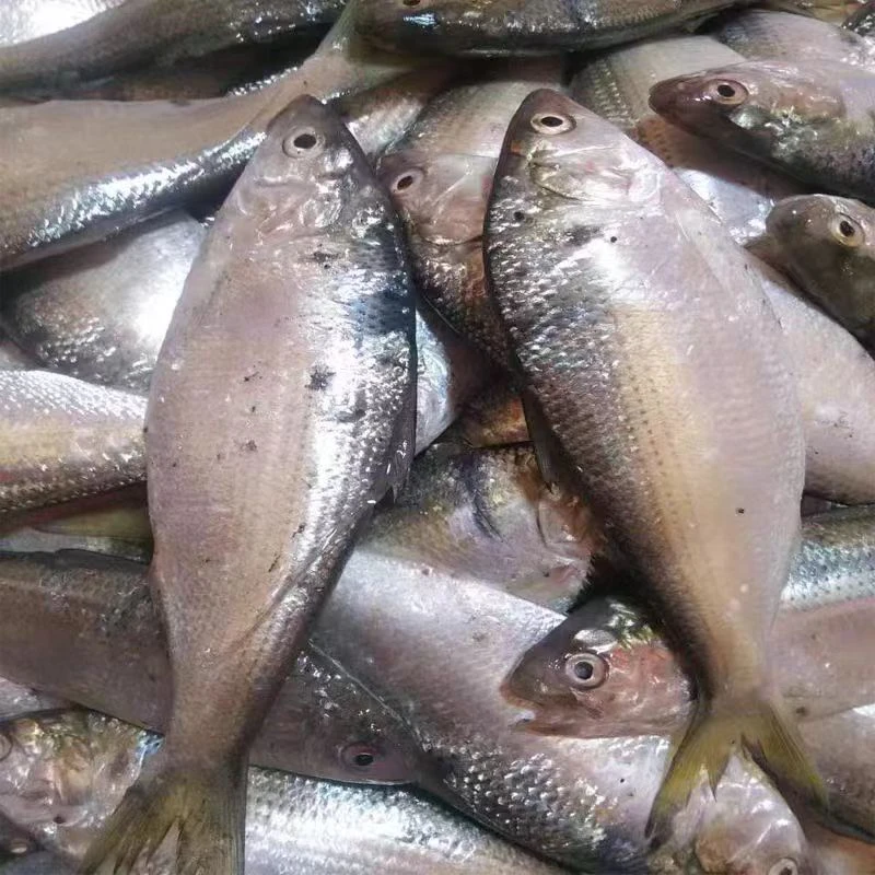 鲜令吉鱼 烧烤煎炸皆美味 4斤