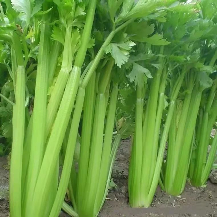 西芹种子实心大芹菜西芹菜种籽四季盆栽种植蔬菜高产西芹种