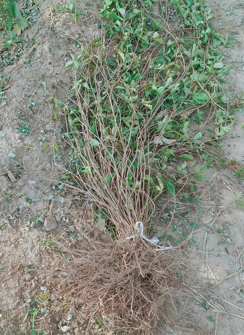 五叶爬山虎五叶地锦攀爬 爬藤植物 四季爬山虎