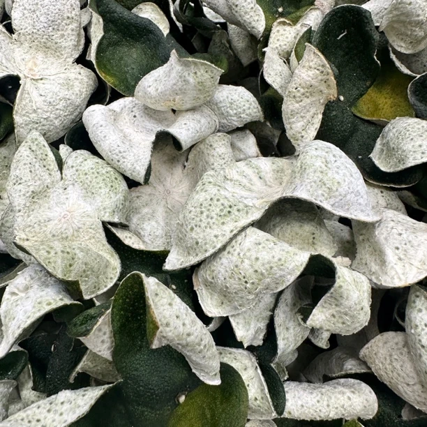 2024年梅江塞口沙一线产区圈枝大青皮/8年树龄10月摘取