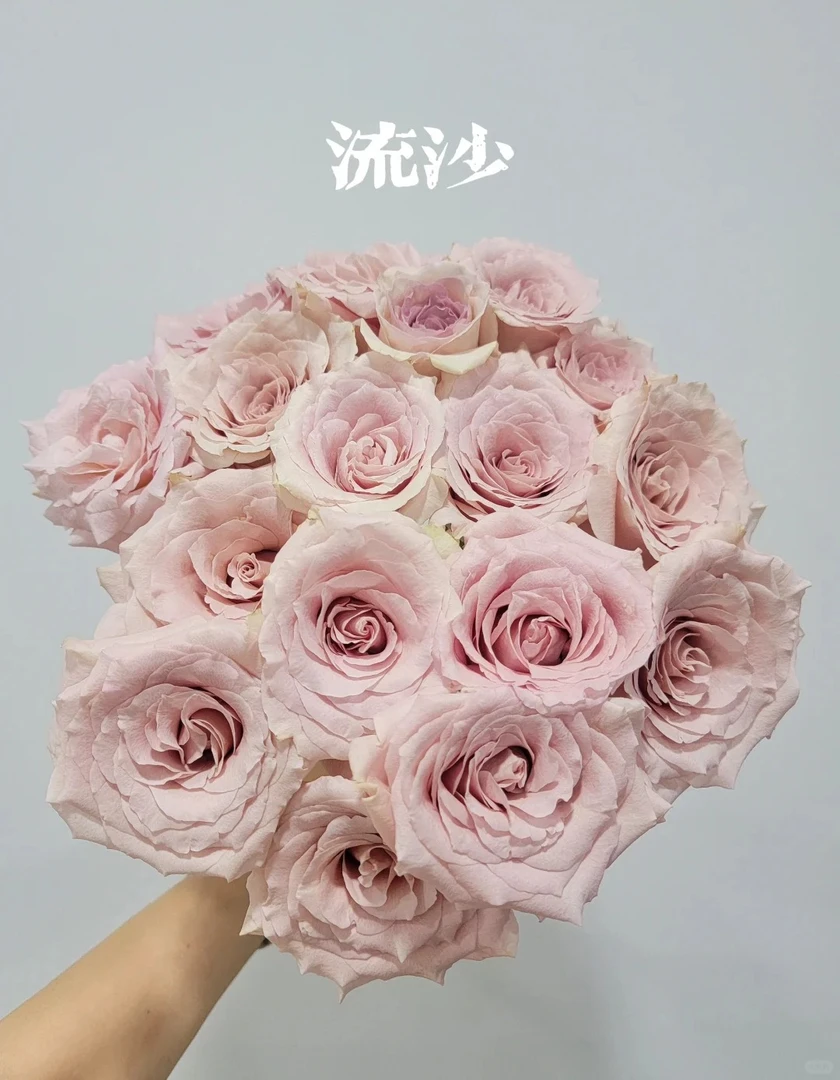 【花语轩优选】单头玫瑰 流沙 云南基地直发日常养护插花摆放