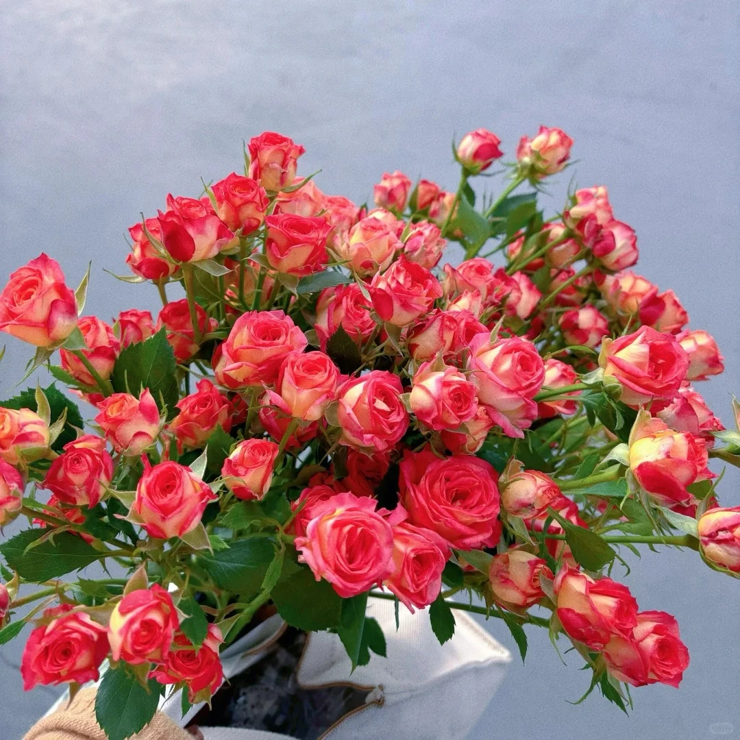 【花语轩优选】惊艳 云南基地鲜切花 日常养护插花摆放