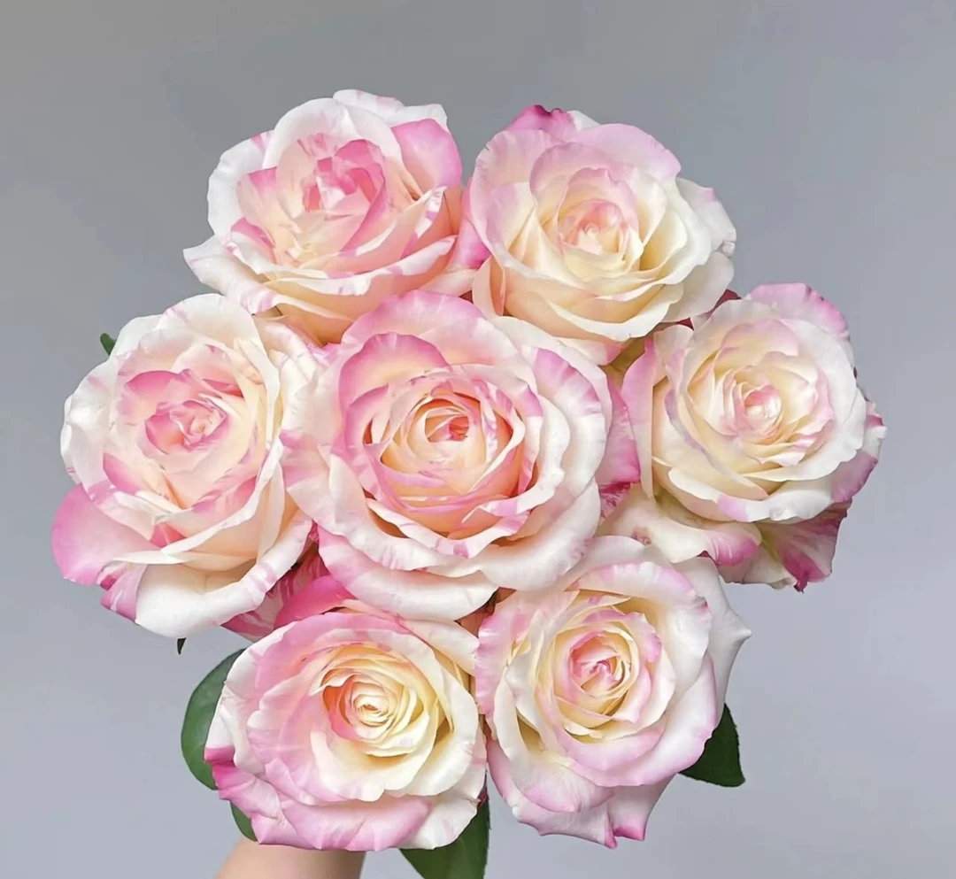 【花语轩优选】单头玫瑰霓裳 云南基地直发 日常养护插花摆放