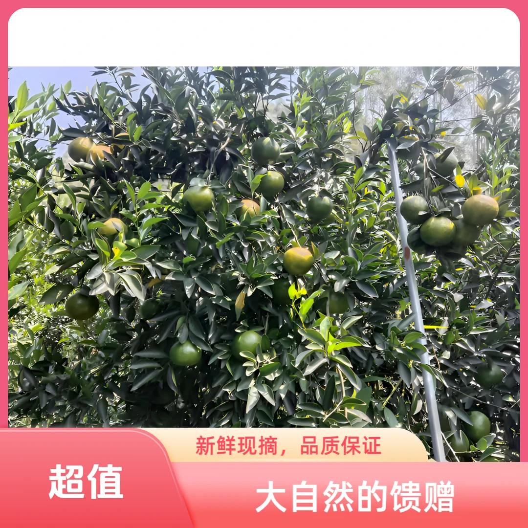 【新会发货】2024新会天马十年圈枝老树二红柑皮新会陈皮新会果皮