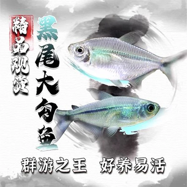 黑尾大勾群游鱼小型热带鱼扯旗灯鱼草缸红绿灯鱼观赏鱼淡水鱼活体