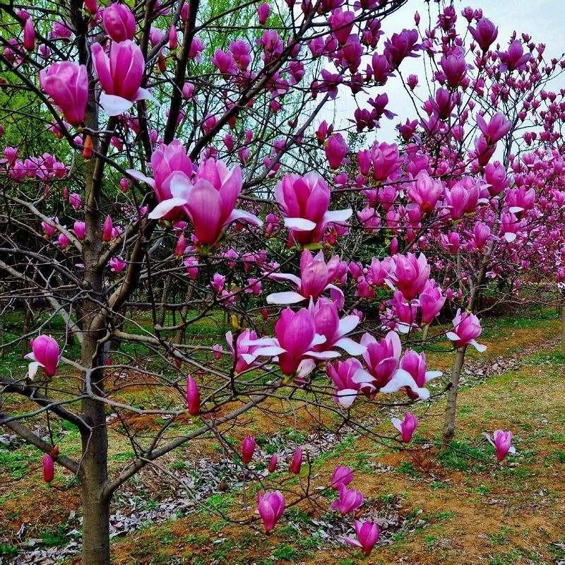 玉兰花树苗带花苞盆栽适合家门口种的大树庭院耐寒紫白广玉兰花卉