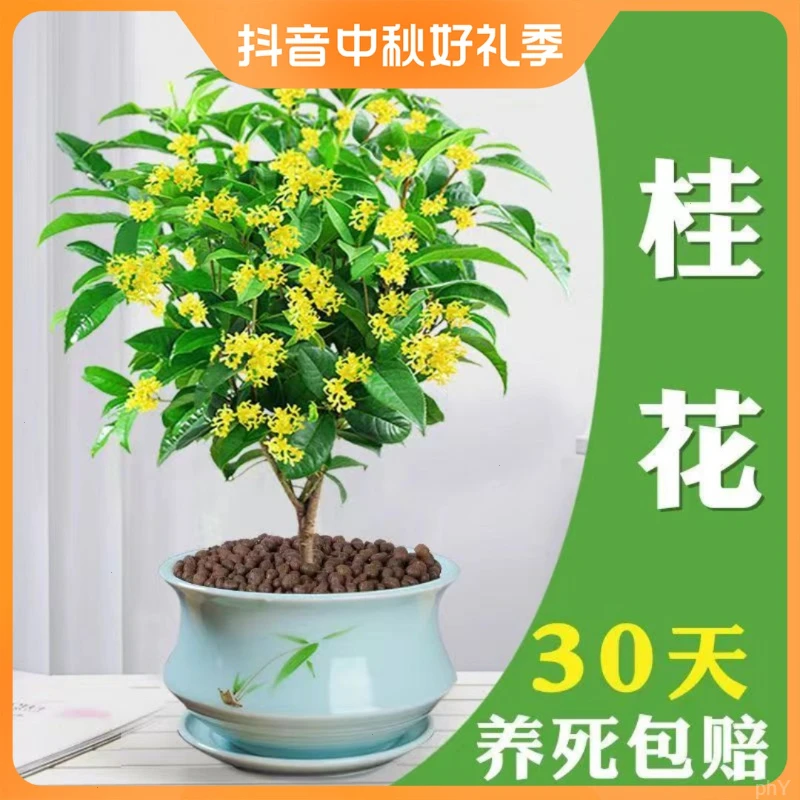 庭院大树花卉植物地栽四季桂浓香型开花不断室内桂花树苗盆栽阳台