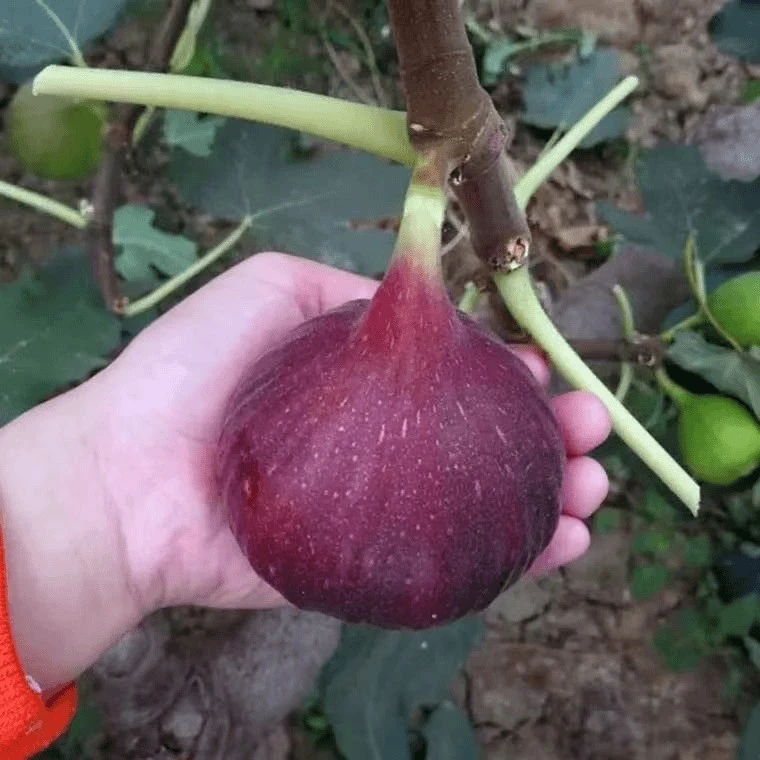 无花果苖特大波姬红南方北方无花果苗树盆栽种植无花果树果苗特大