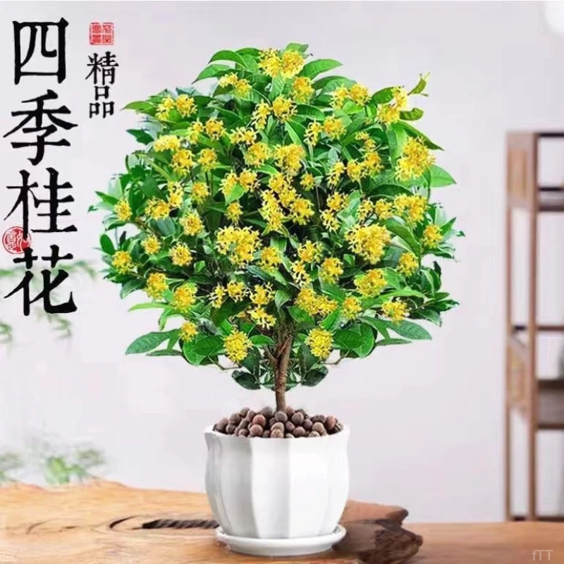 桂花树苗四季桂庭院金桂盆栽室内外花期丹桂可食用浓香型花卉植物