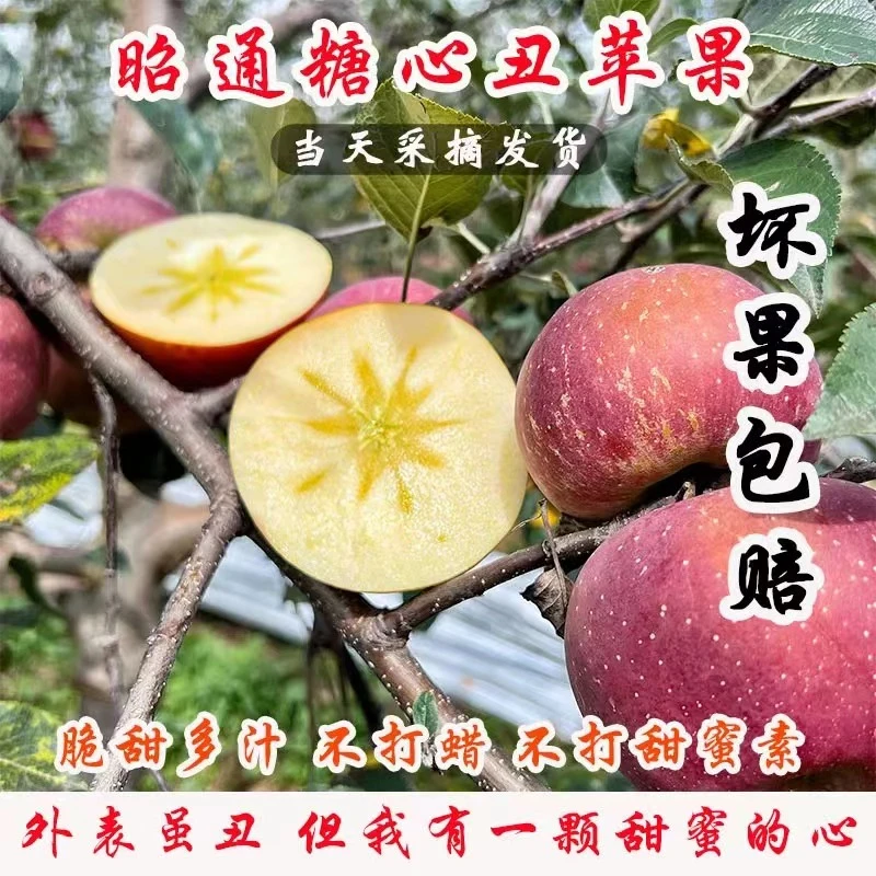 昭通冰糖心丑苹果 脆甜多汁新鲜自家果园新鲜现摘2/5/9斤