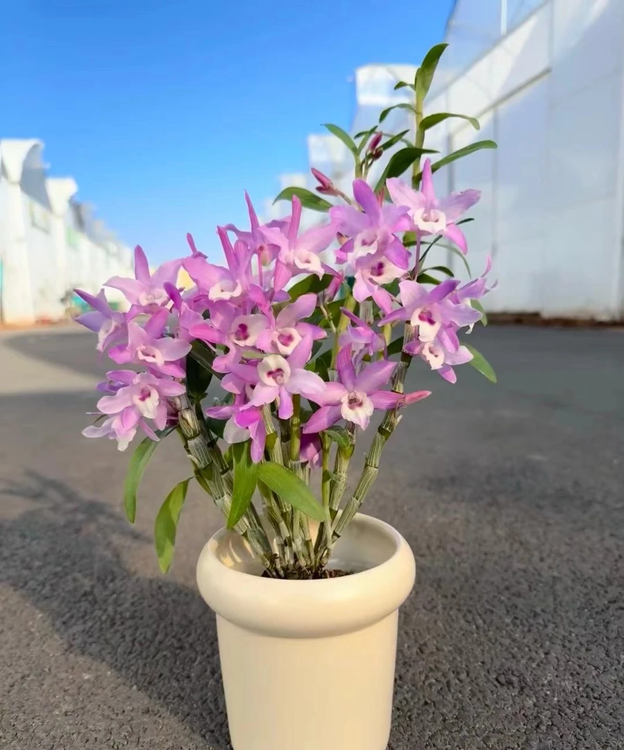 粉火鸟 春石斛  花量大 花期长 种成活