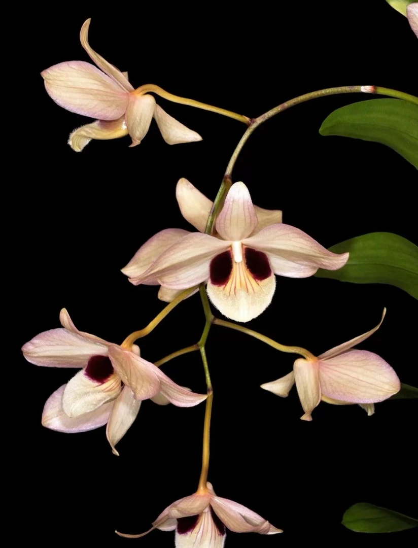 泰国丽花石斛 又名蜻蜓 双眼大花 花期长 巨型石斛 不带花苞