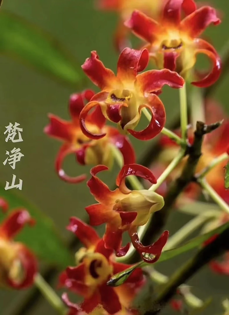 梵净山石斛 带香味 花色多变 稀少名贵品种