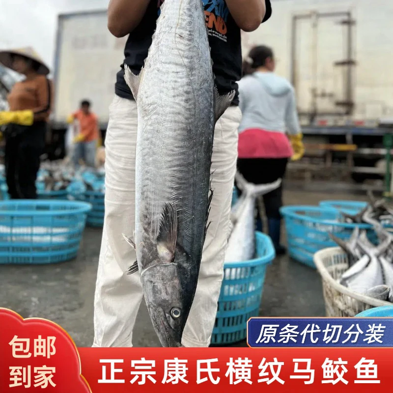 【特大】正宗马鲛鱼 原条速冻代切真空分装 横纹马鲛鱼康氏马鲛