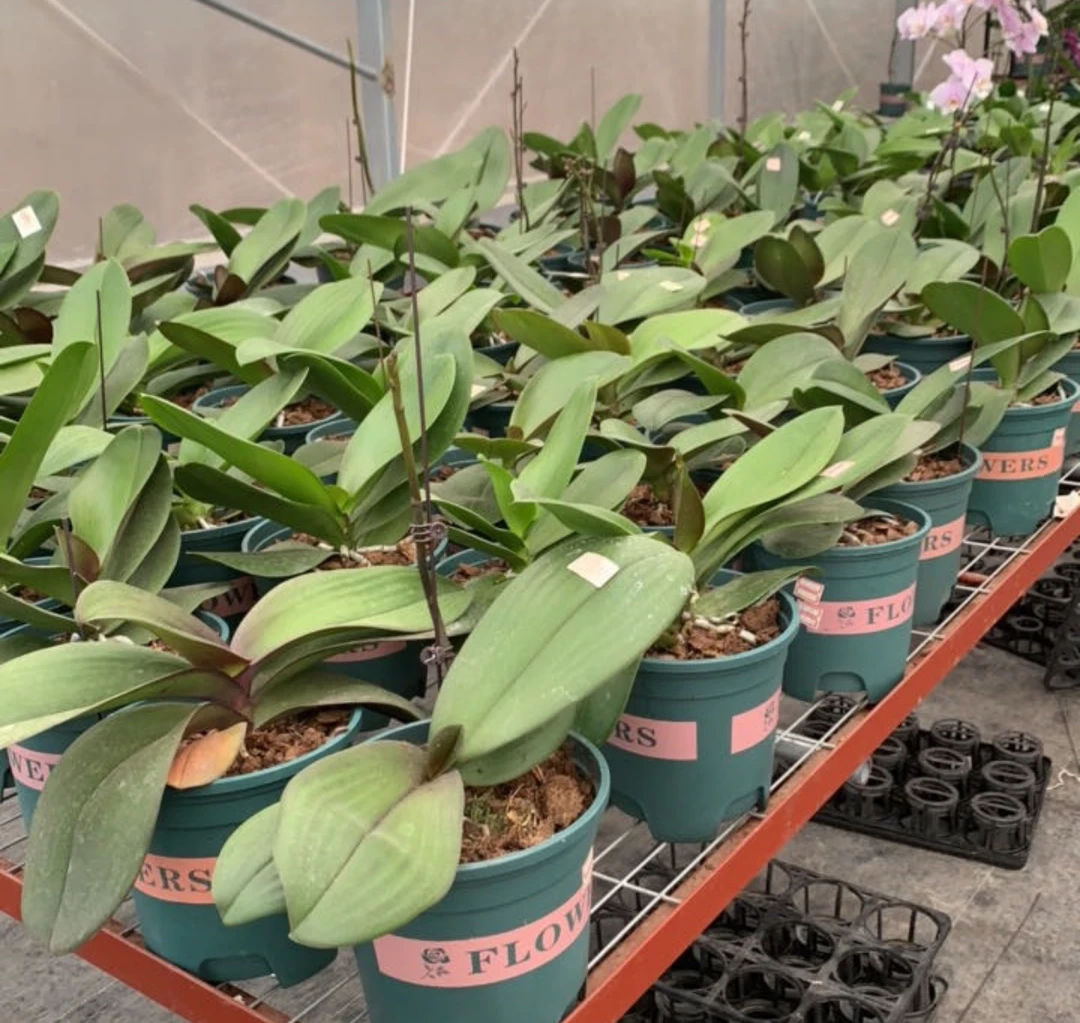 蝴蝶兰大盆-V8加仑盆（换盆半个月后发货）