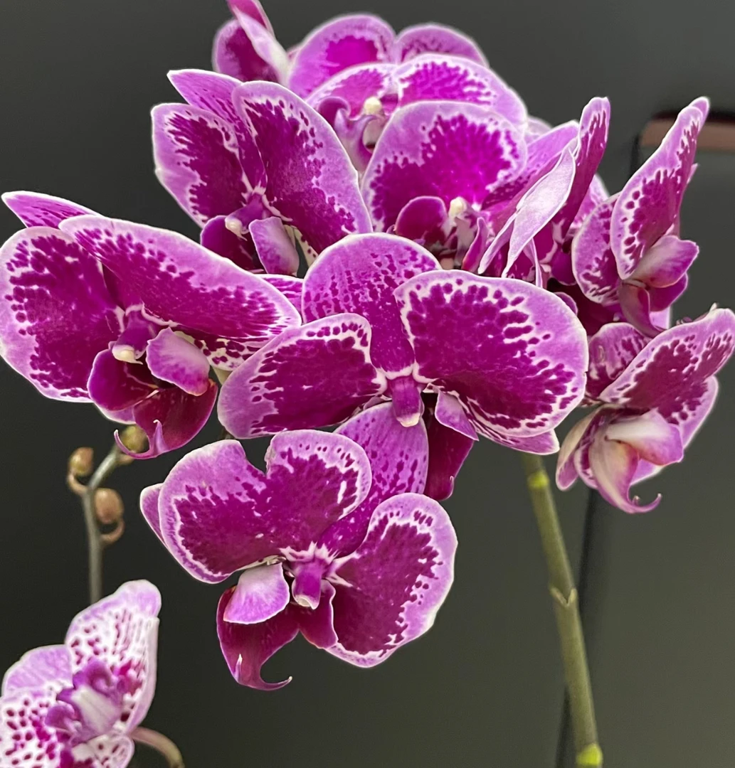 蝴蝶兰-红蝴蝶抽梗苗3.0寸杯（无花有梗）