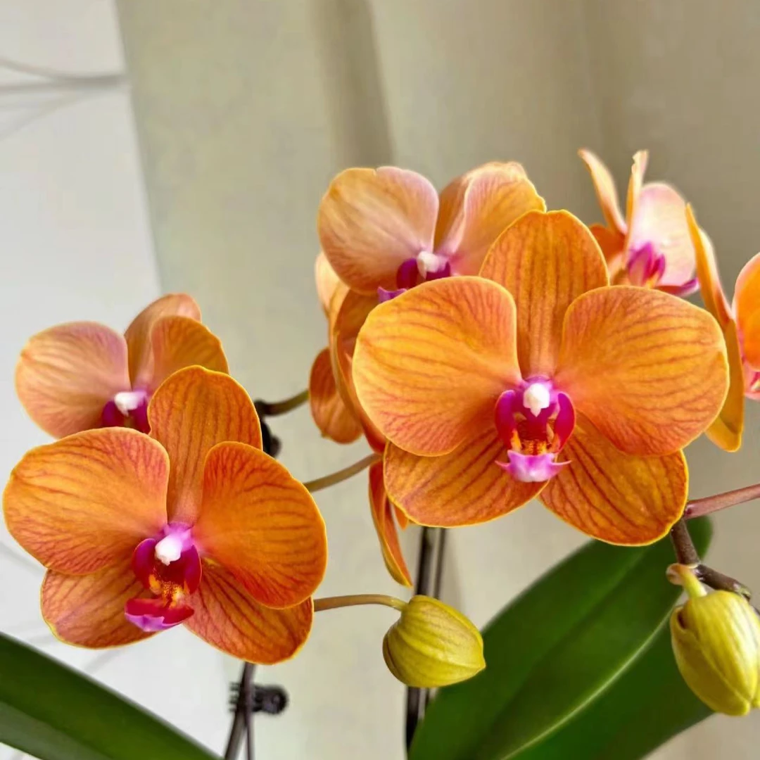 蝴蝶兰  3.0杯博洛尼亚（无花无梗）