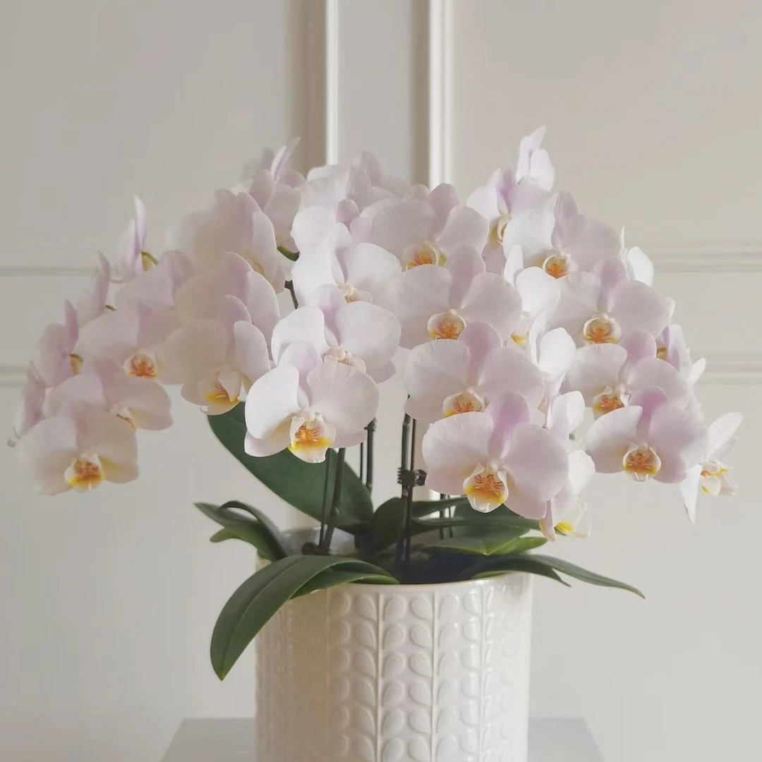 蝴蝶兰-罗曼史情人开花株u3.5杯 （有花有梗）