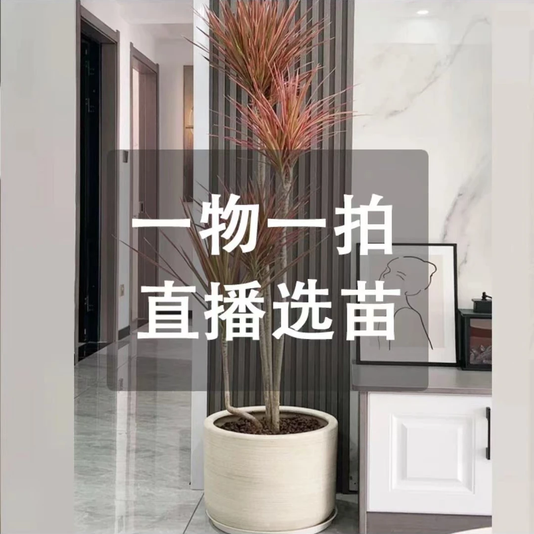 网红绿植千年木室内好养活