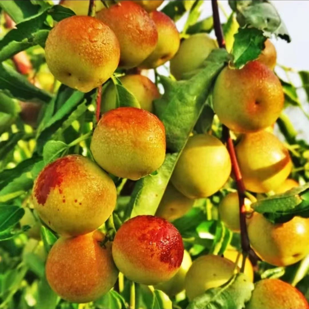 【正宗沾化冬枣苗】 脆甜无渣冰糖冬枣南方北方种植庭院 枣树果树苗