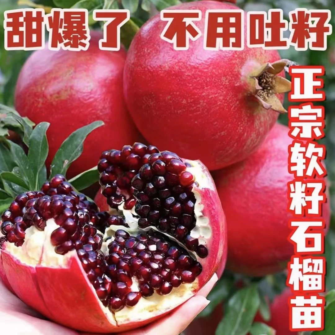 【软籽石榴树苗】软籽黑籽石榴苗南北方盆栽地栽均可种植果树苗