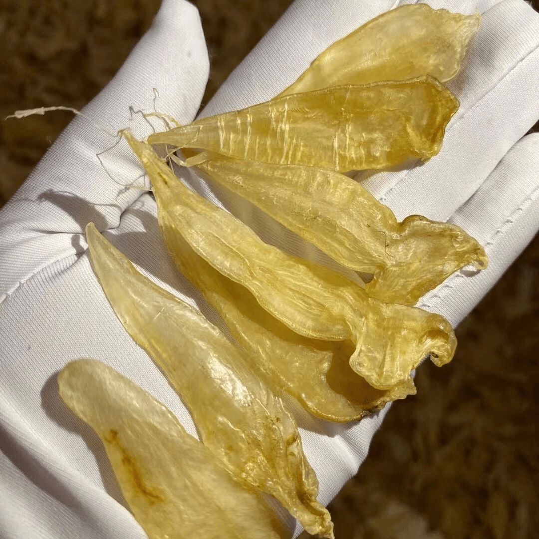 豆仁胶《嫂子鱼胶福利》